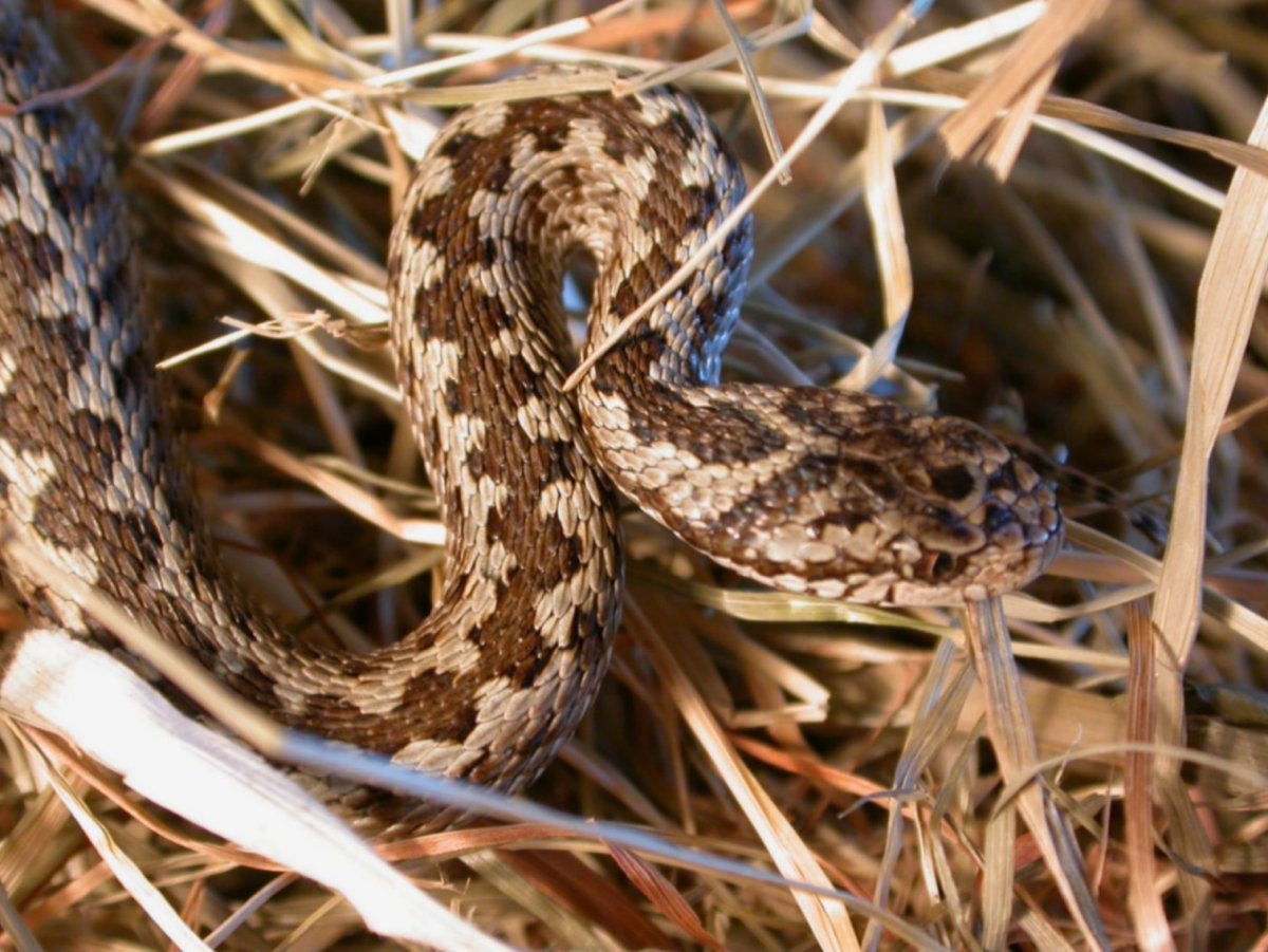 Гадюка Степная Крымская