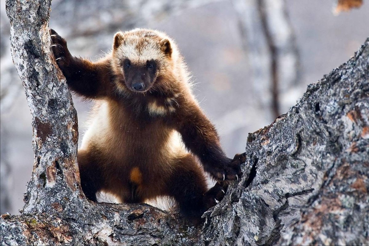 Росомаха в тайге