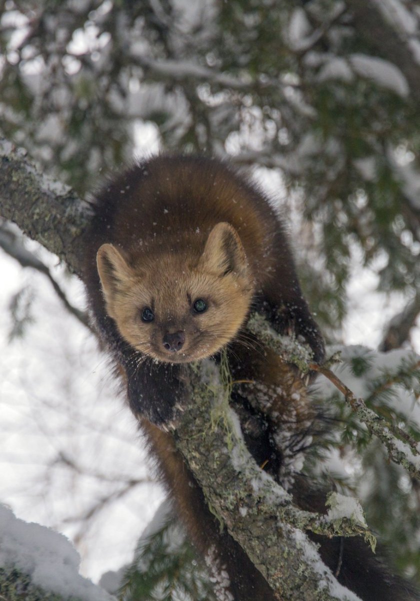 Байкальский заповедник Баргузинский Соболь