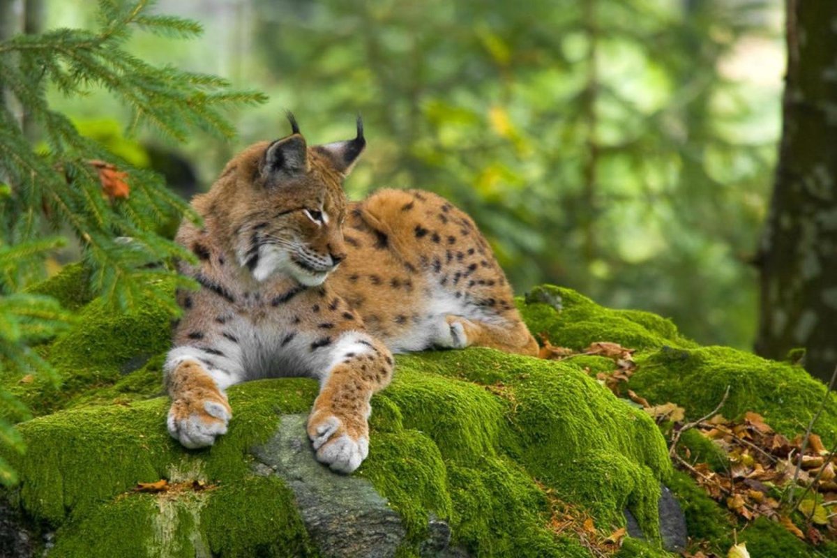 Рысь (Lynx Lynx) в дикой природе