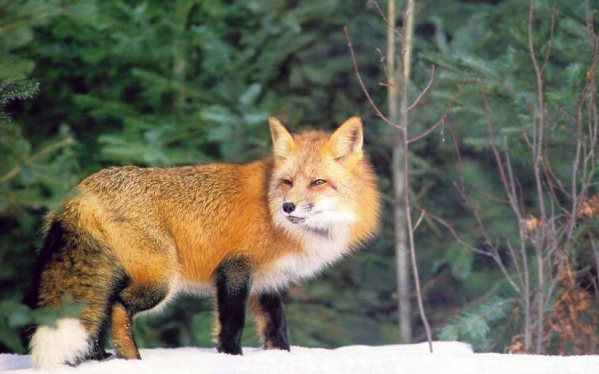 Животные Сибири