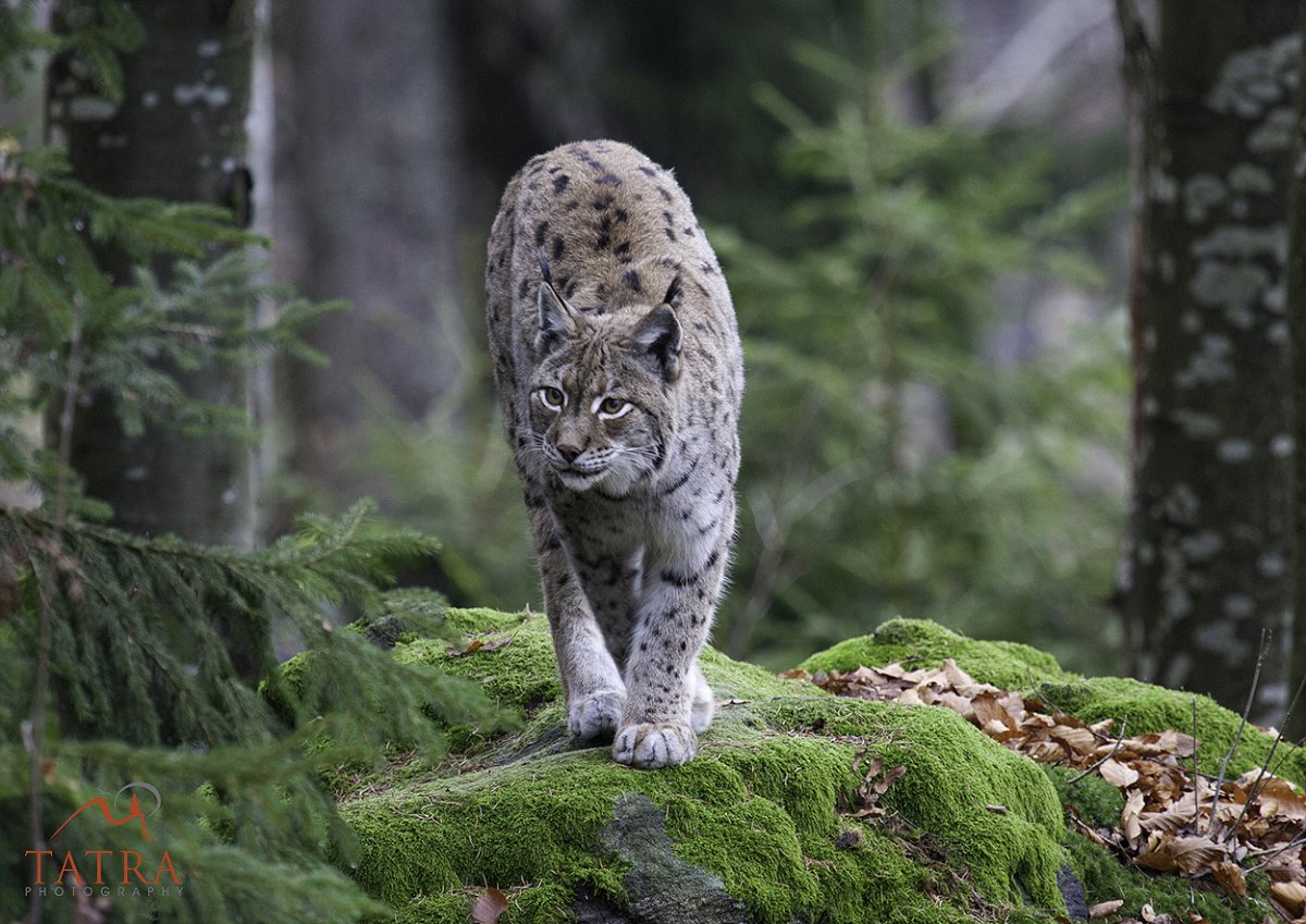 Норвежская Рысь