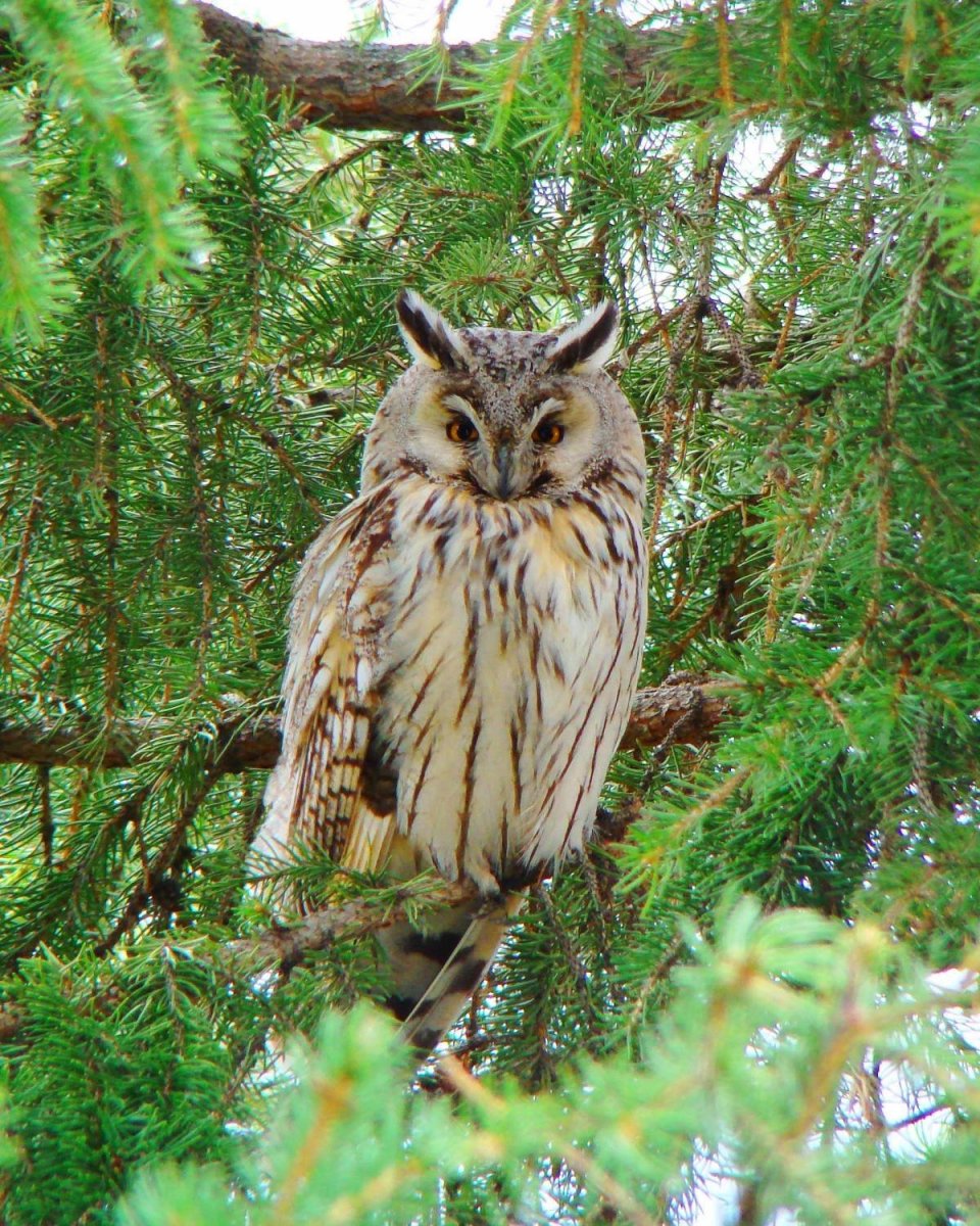 Ушастая Сова Марий Эл