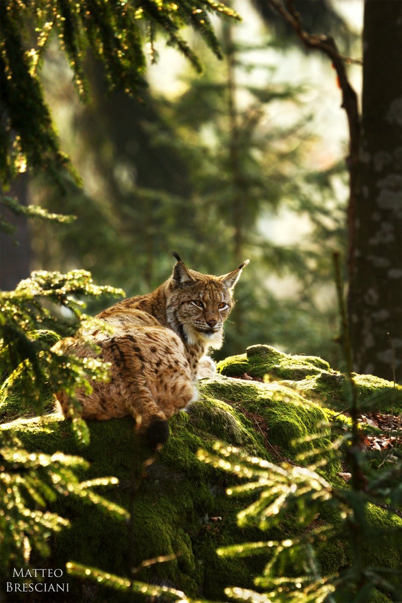 Животные в лесу