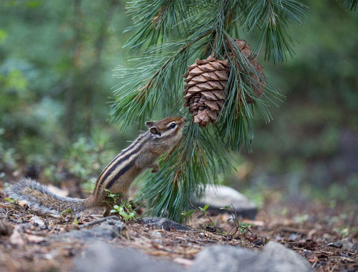 Кедр шишки бурундук