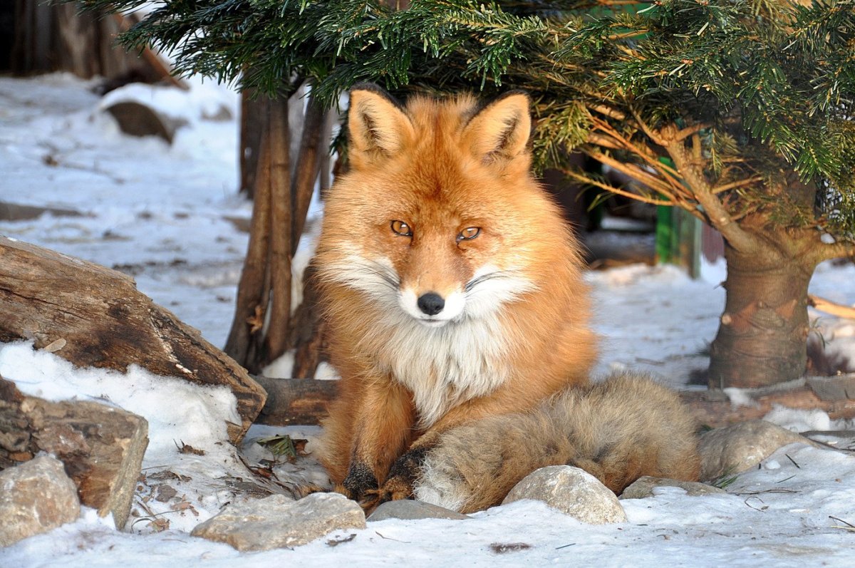 Московский зоопарк лиса
