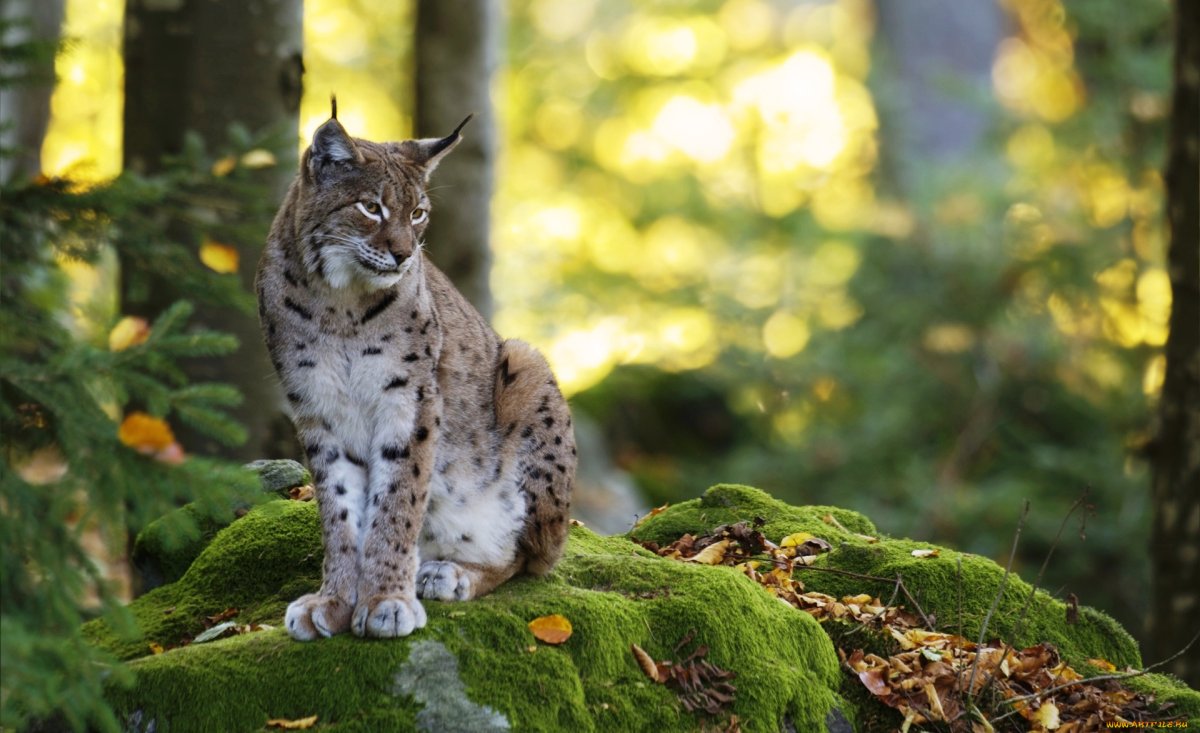 Фауна Байкальского заповедника Рысь