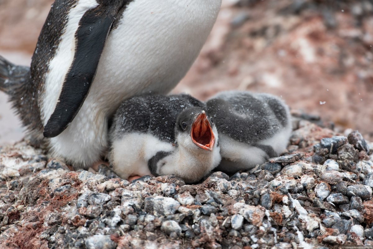 Пингвин Адели птенец