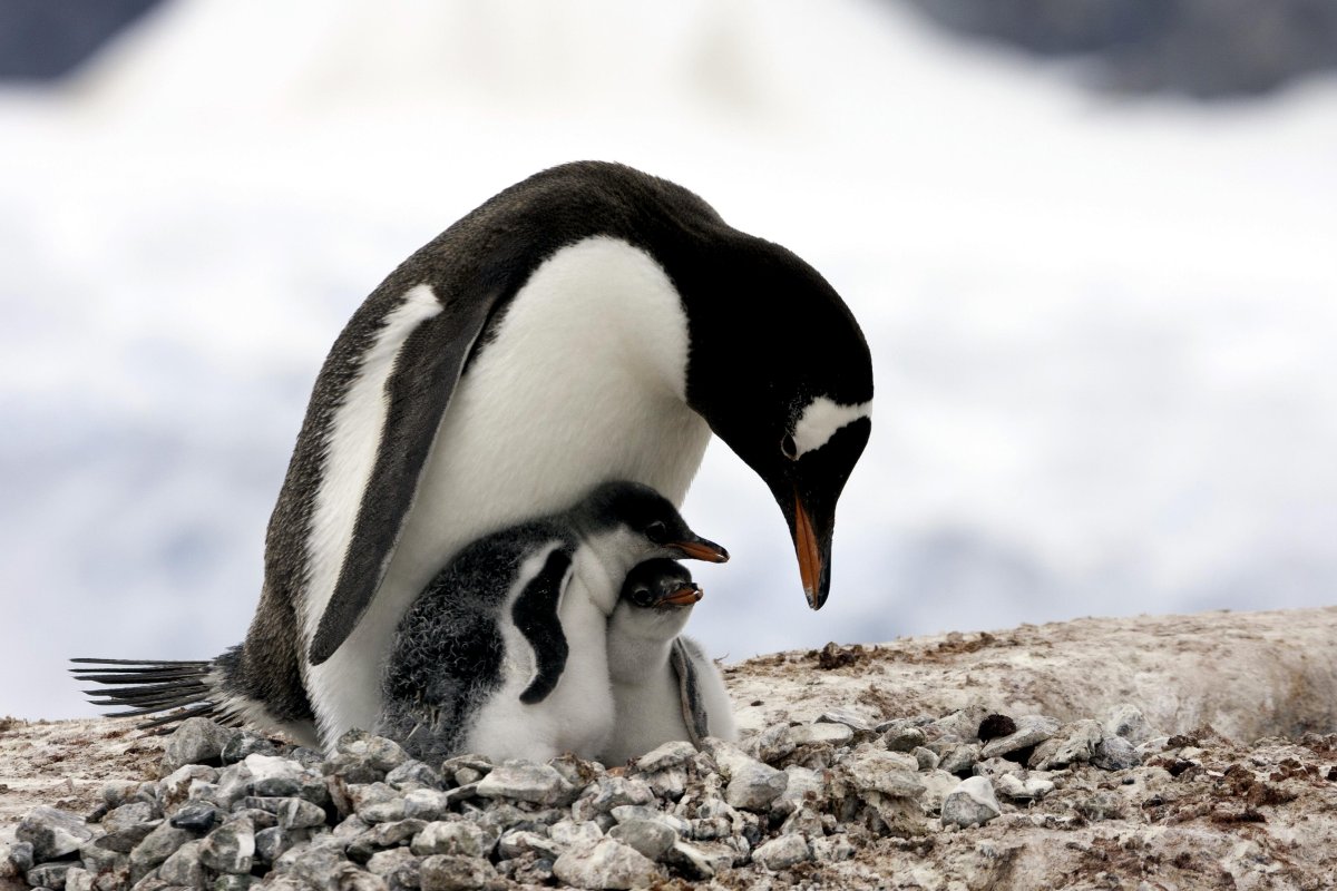 Антарктида пингвины Адели