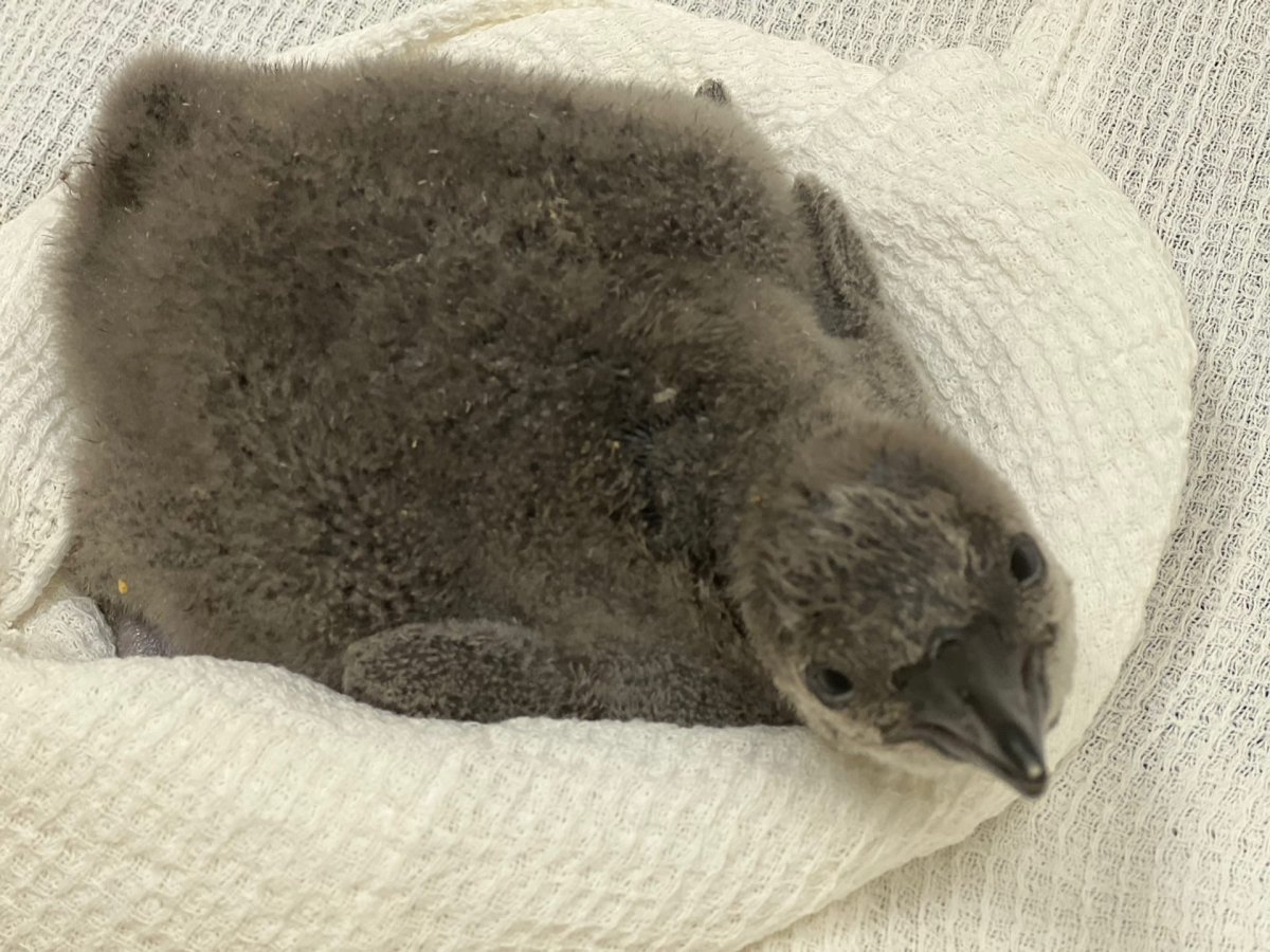 Птенец пингвина