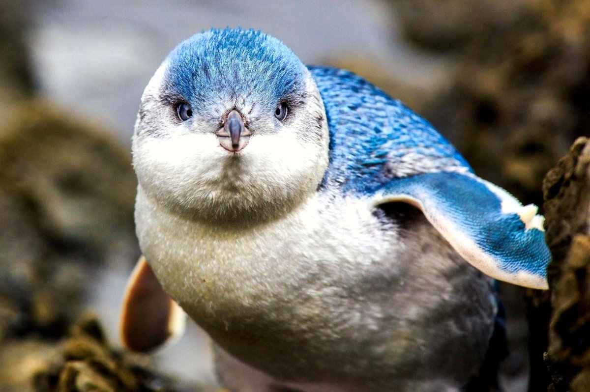 Малый голубой Пингвин с птенцом