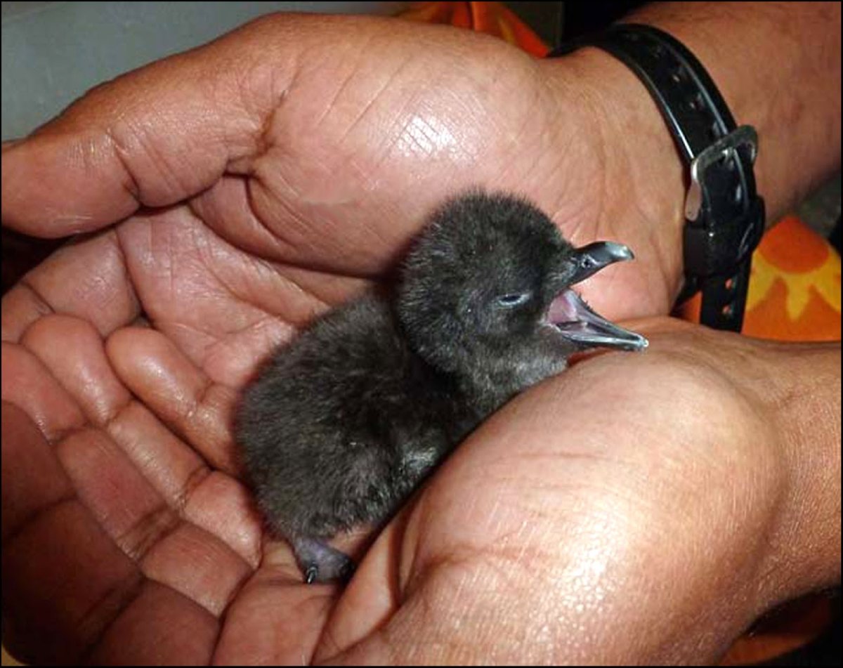 Птенец с прической