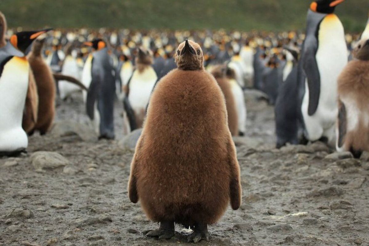 Птенец королевского пингвина