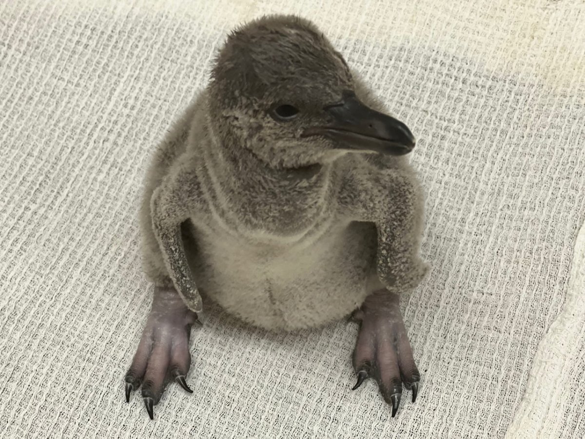 Маленький Пингвиненок