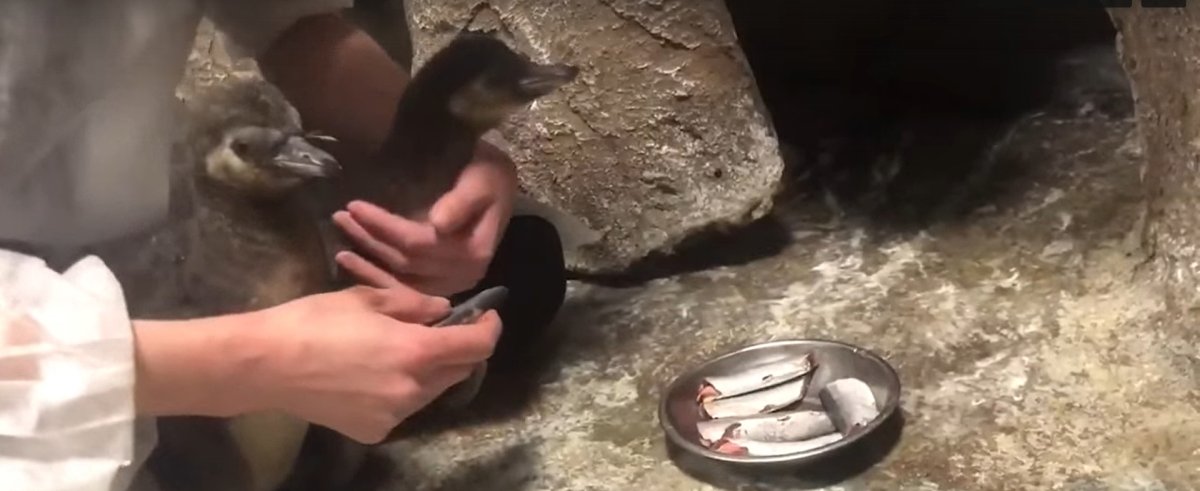 Зоопарк Новосибирск пингвины