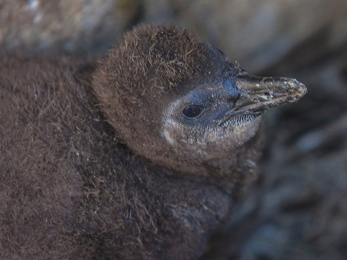 Очковый Пингвин птенец
