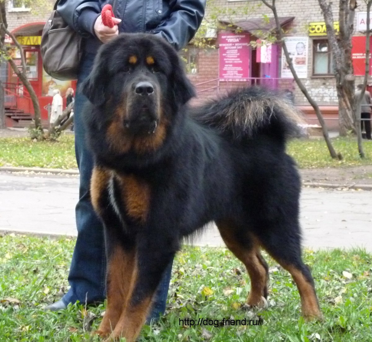 Тибетский мастиф черный