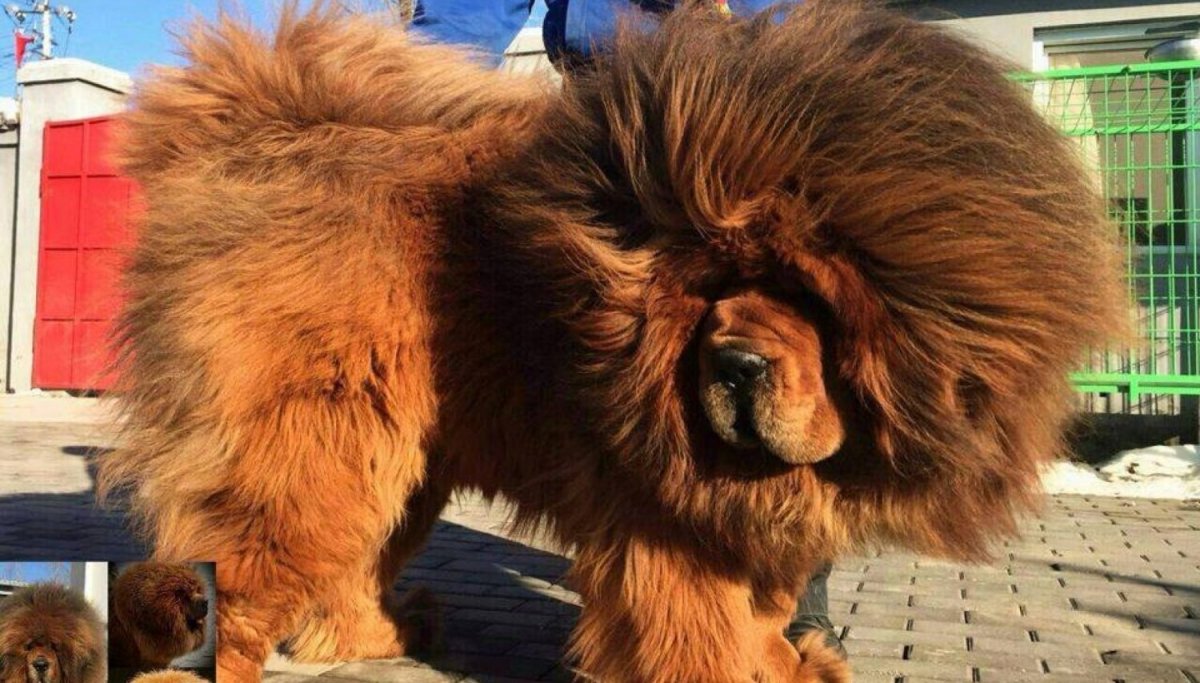 Обстриженный тибетский мастиф