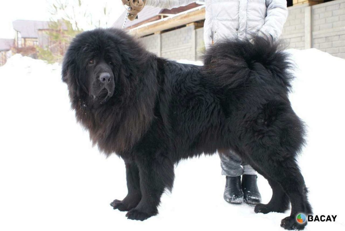 Подстриженный тибетский мастиф