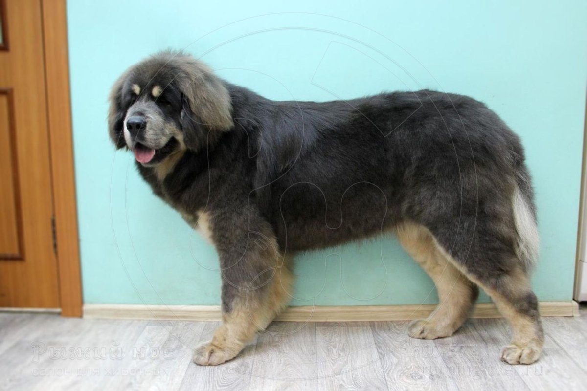 Стриженный тибетский мастиф коротко