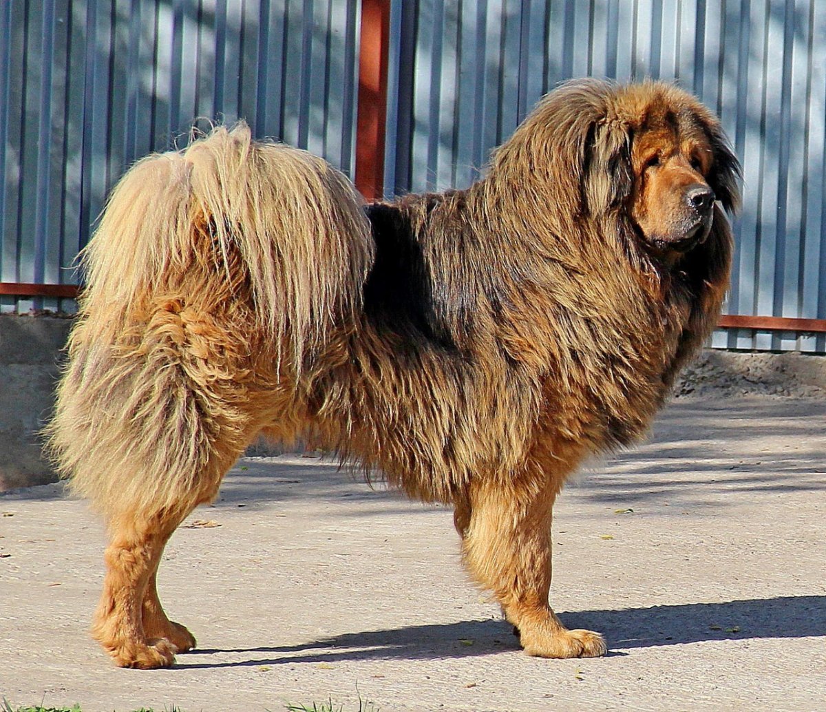 Соболиный тибетский мастиф