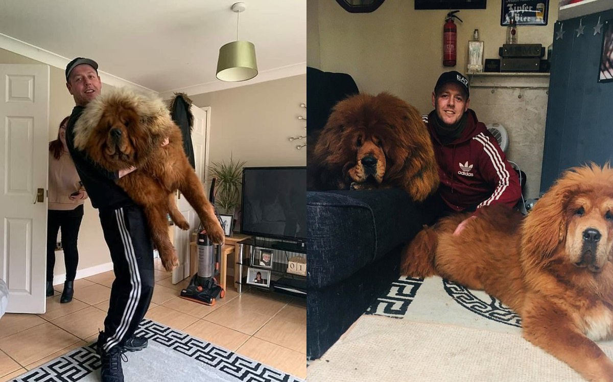 Тибетский мастиф стрижка под Льва