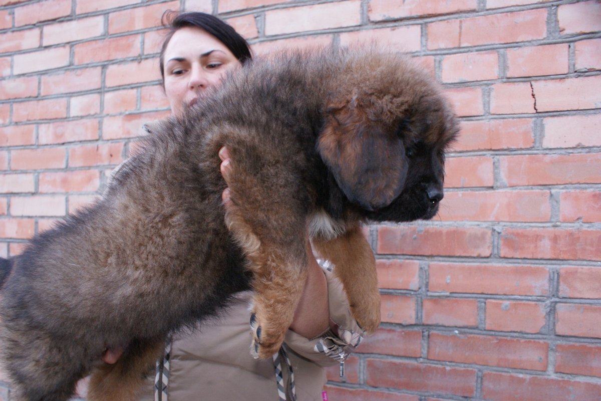 Тибетский мастиф груминг