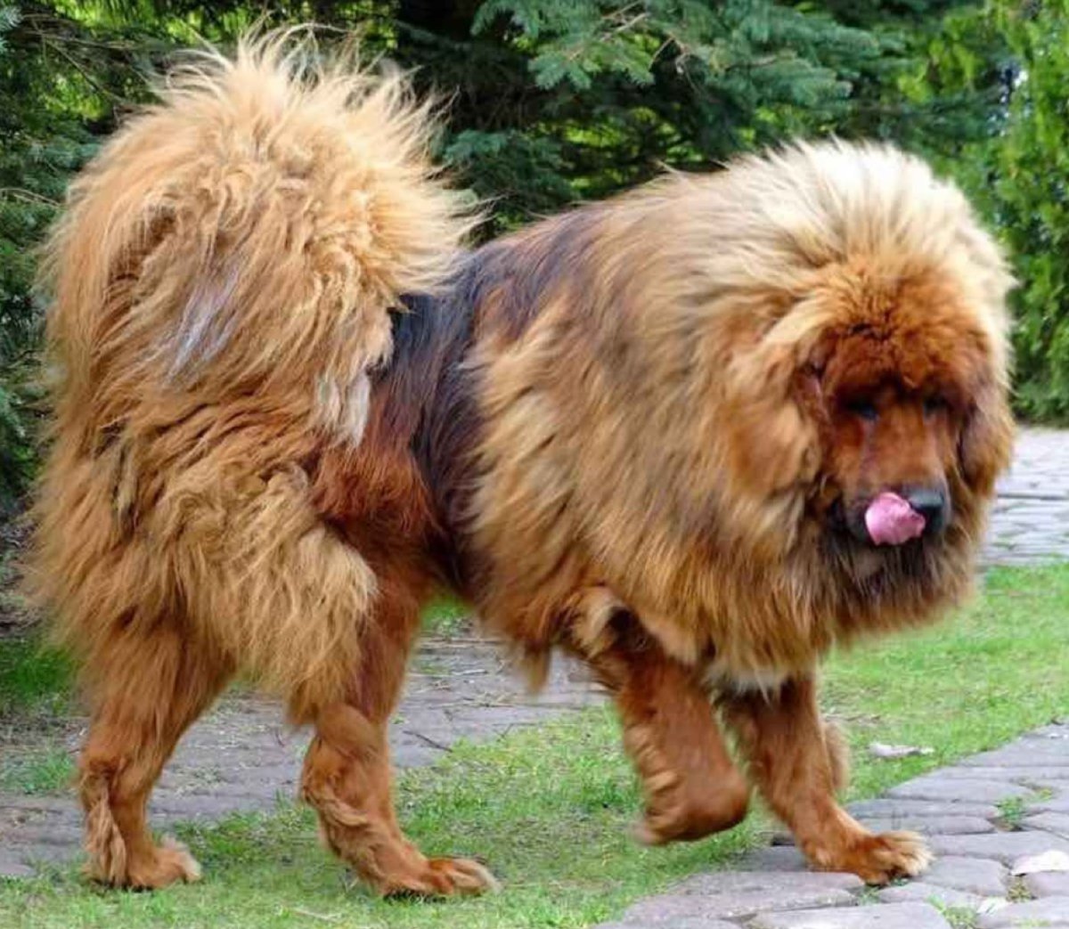 Тибетский мастиф