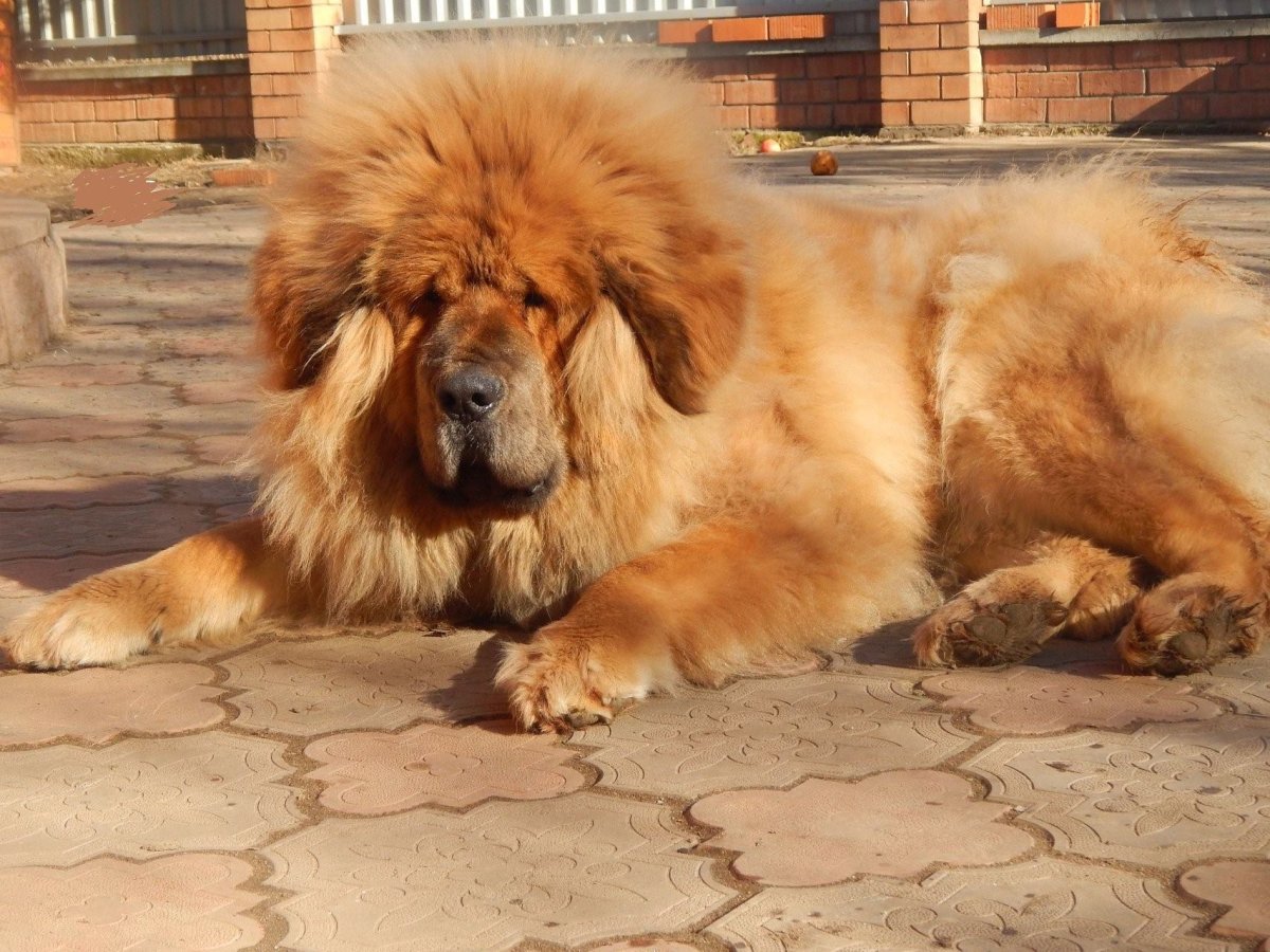 Тибетский мастиф золотой