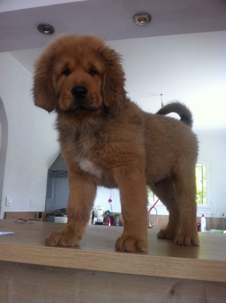 Тибетский мастиф стрижка