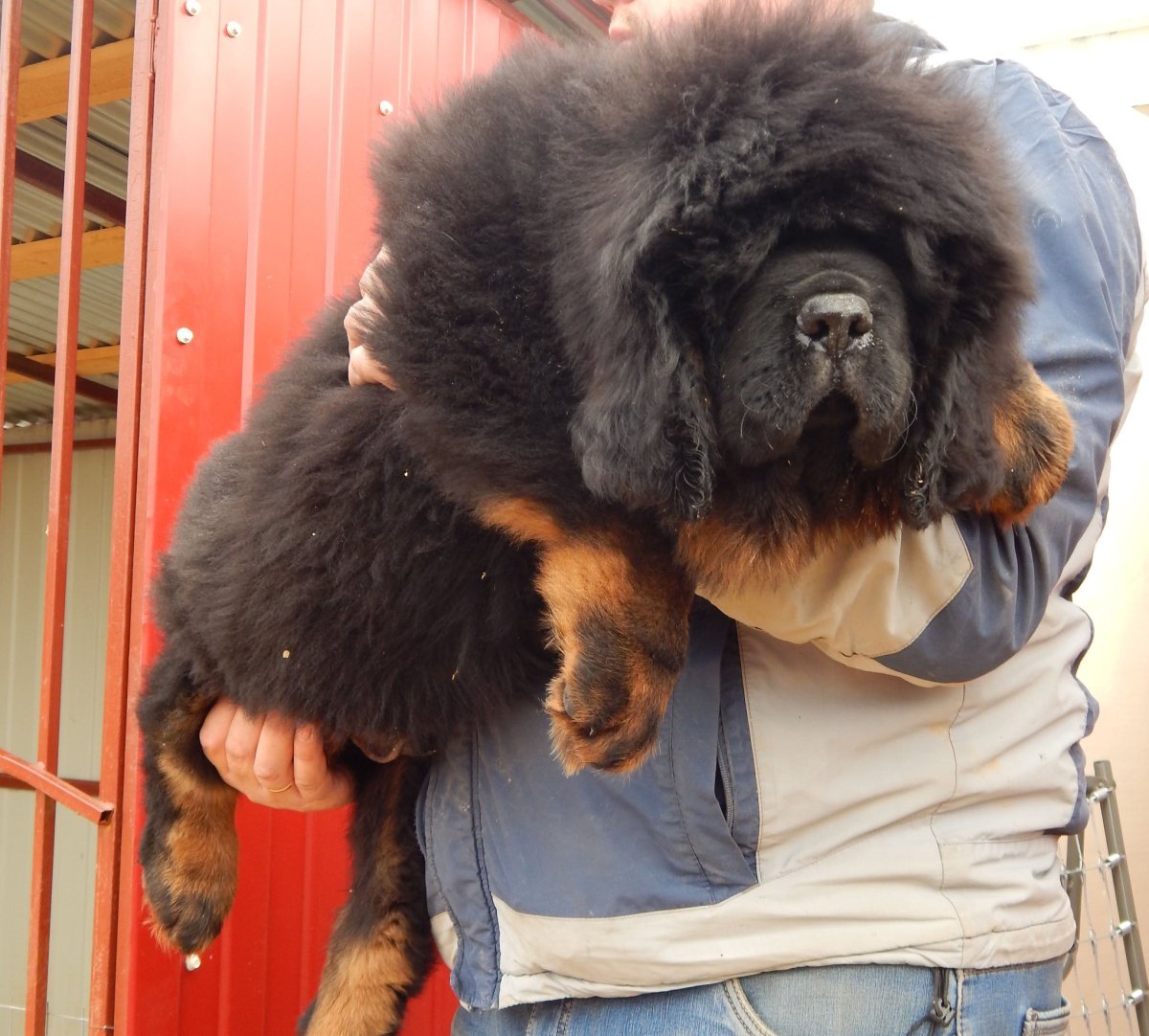 Карликовый тибетский мастиф