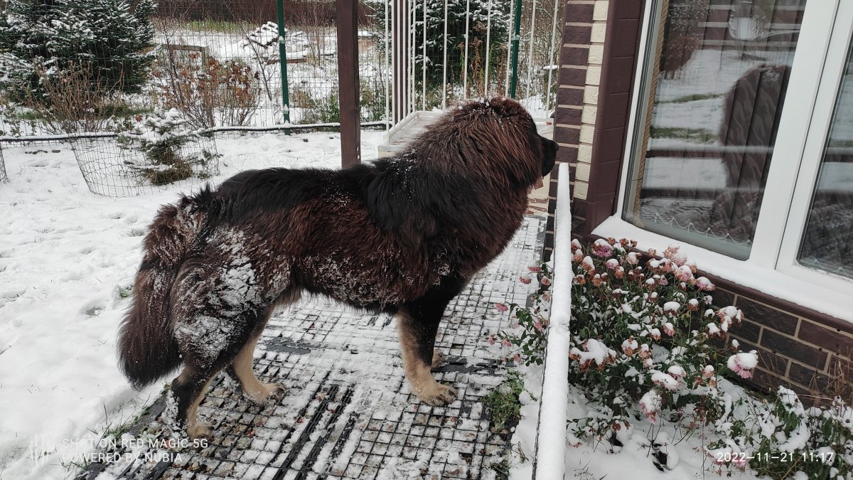 Тибетский мастиф нестриженый