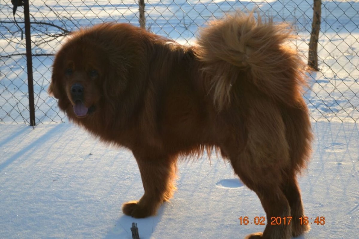 Стриженный подо Льва тибетский мастиф