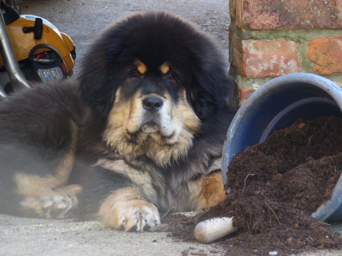 Тибетский мастиф спасатель