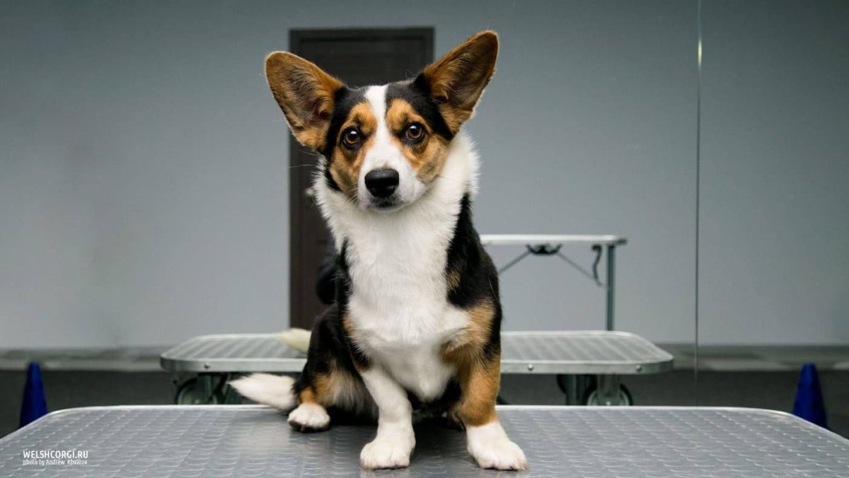 Вельш корги кардиган Триколор