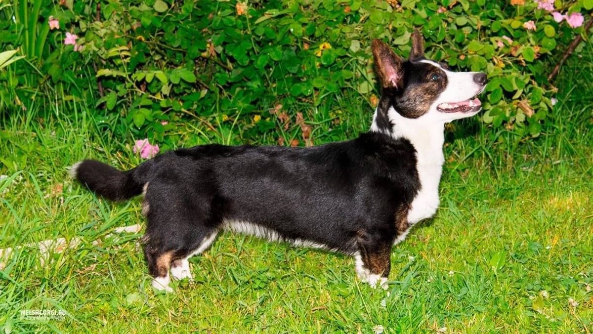Вельш корги кардиган родословные