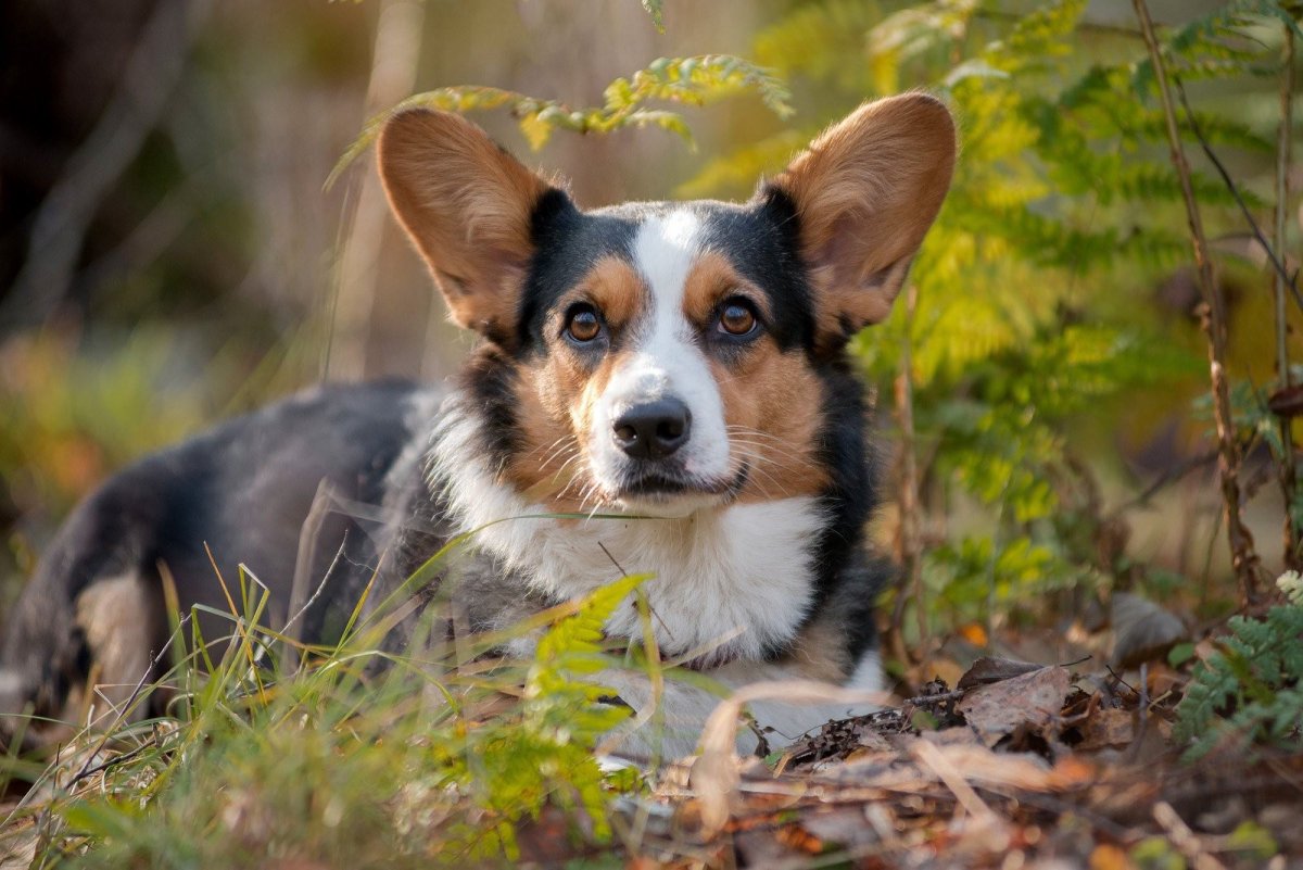 Вельш корги кардиган в стойке