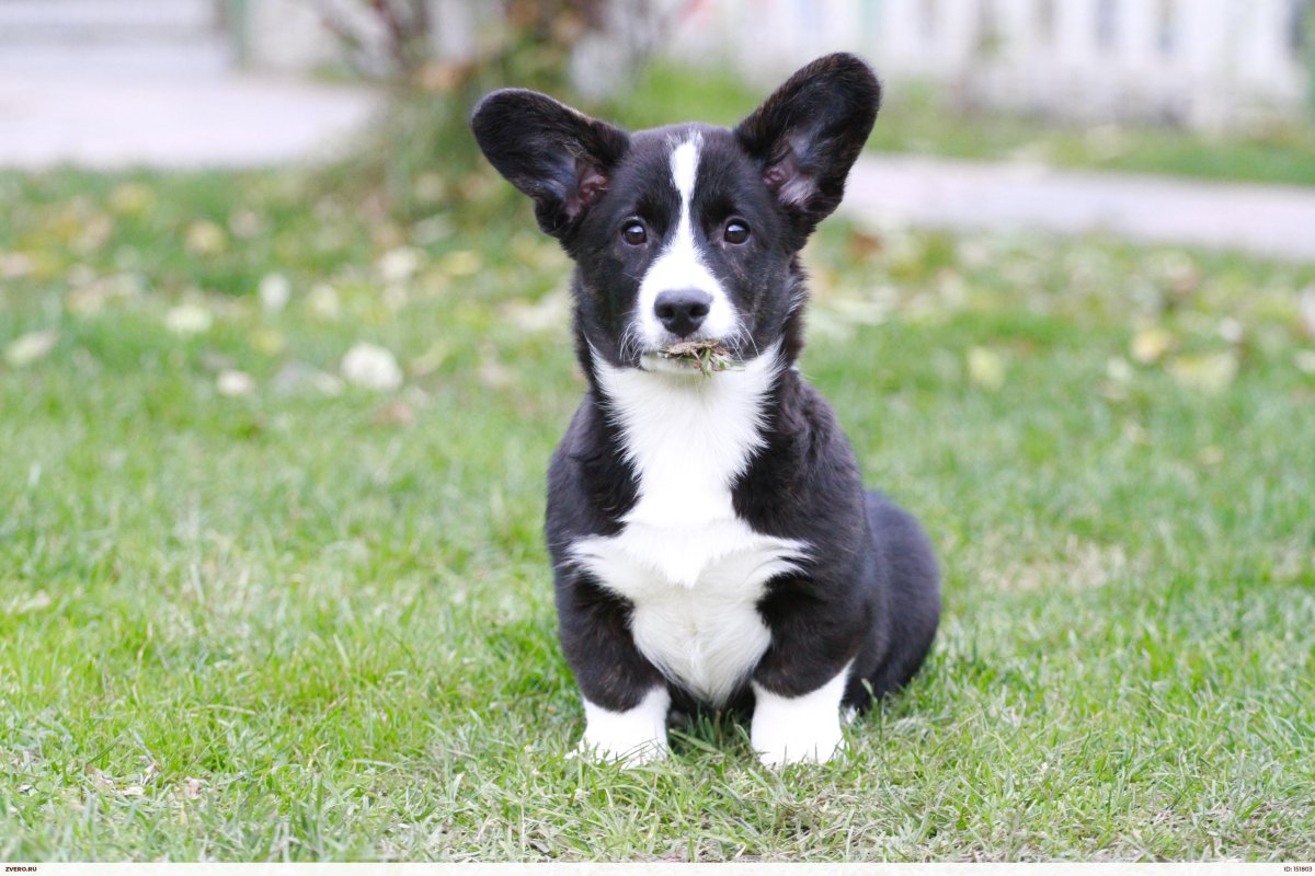 Ласковый корги