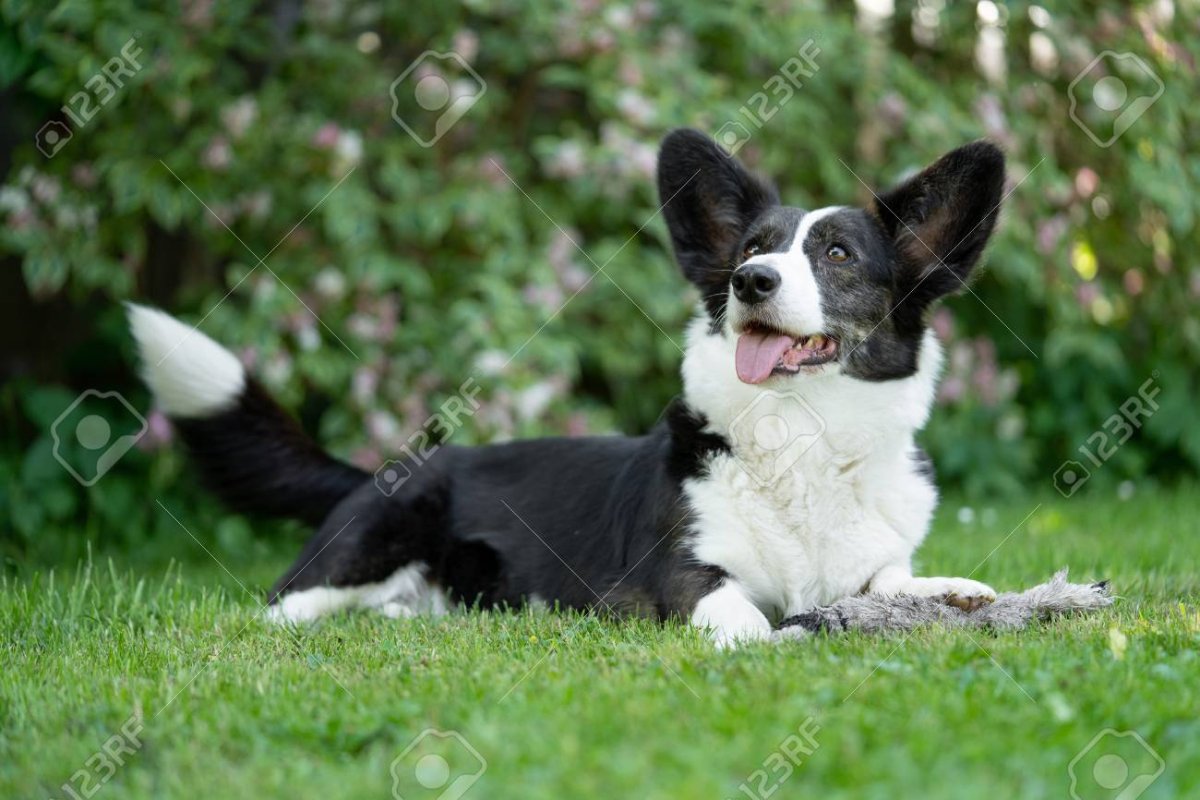 Кардиган Триколор