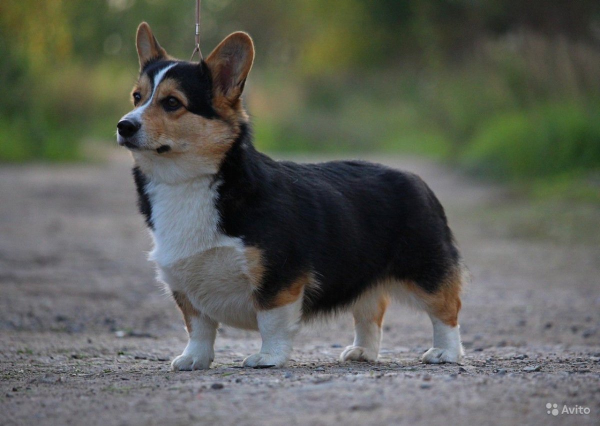 Вельш корги Триколор