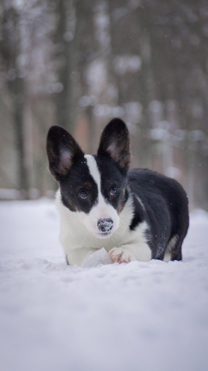 Вельш корги кардиган Триколор щенок