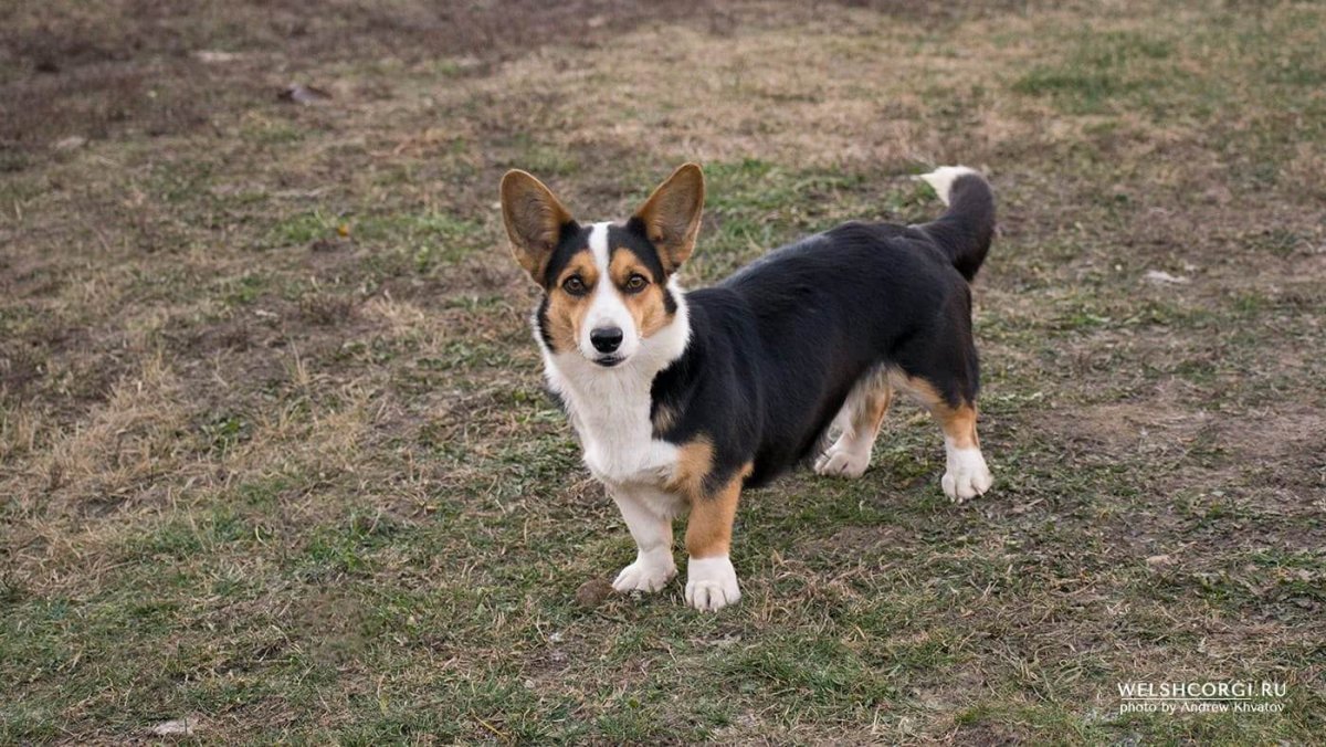 Вельш корги кардиган Триколор