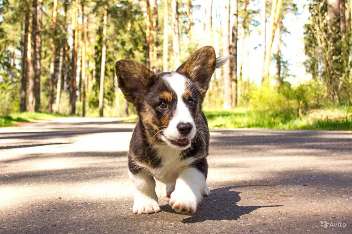 Вельш корги кардиган