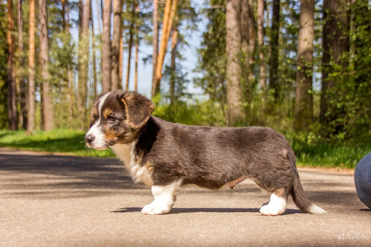 Корги вельш корги кардиган