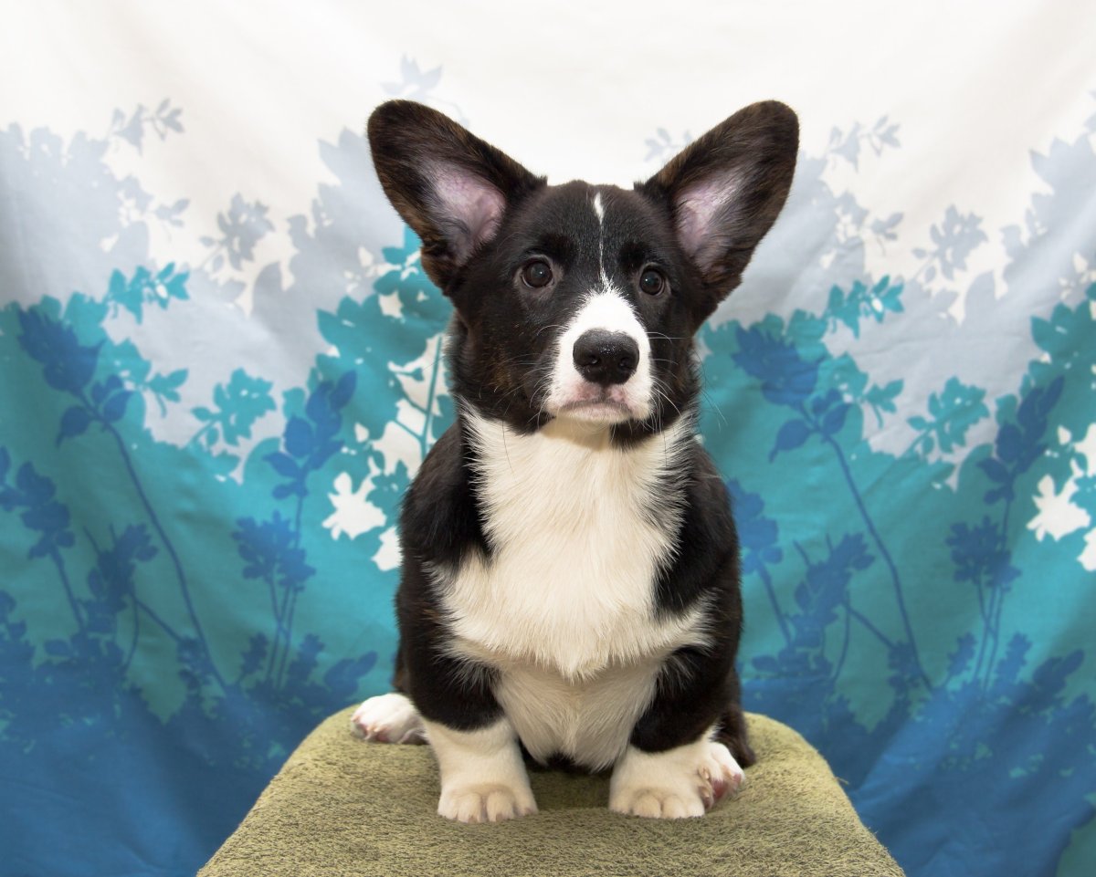 Корги кардиган