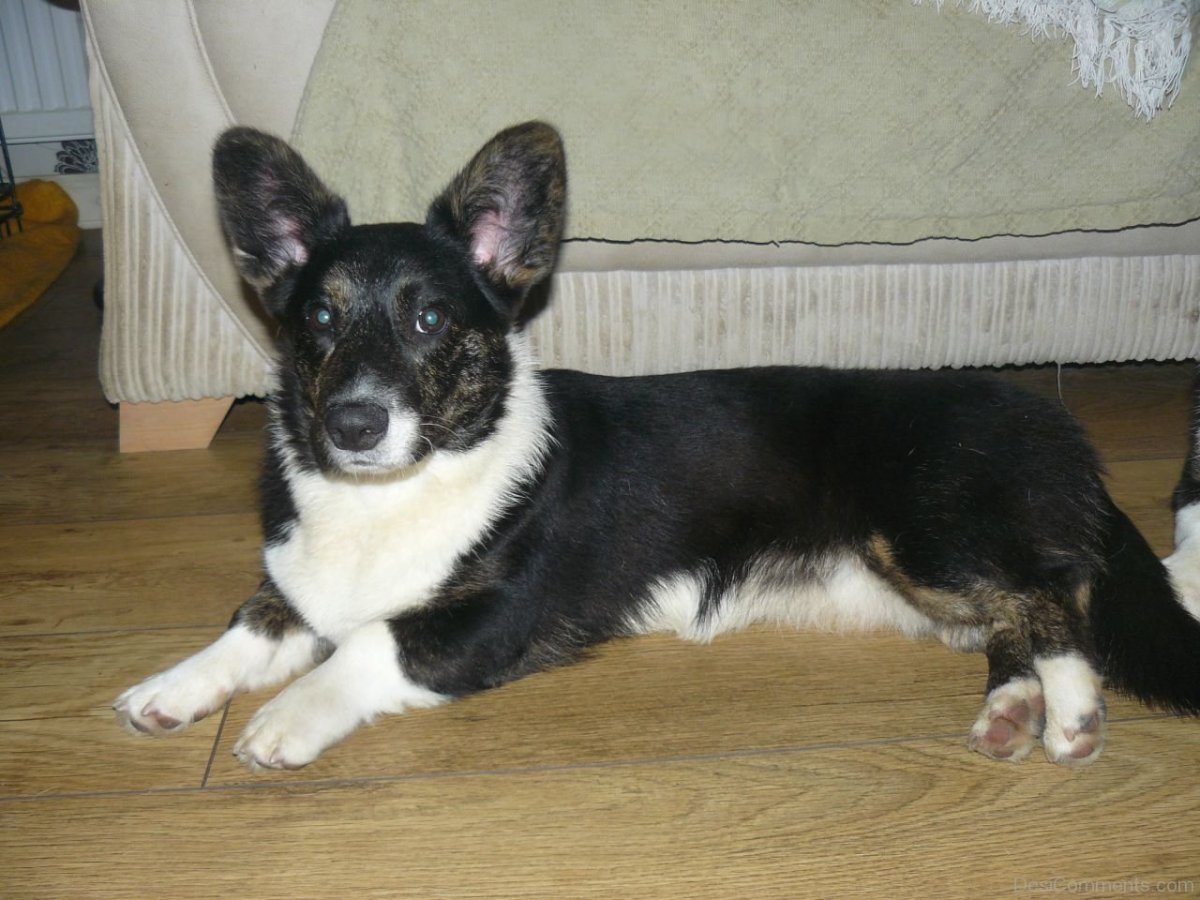 Вельш корги кардиган 2 месяца