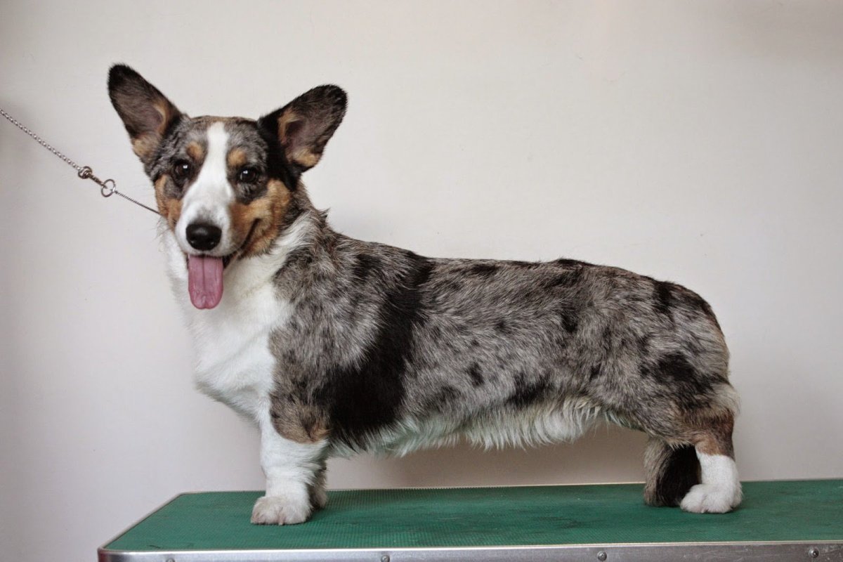 Вельш корги кардиган тигровый