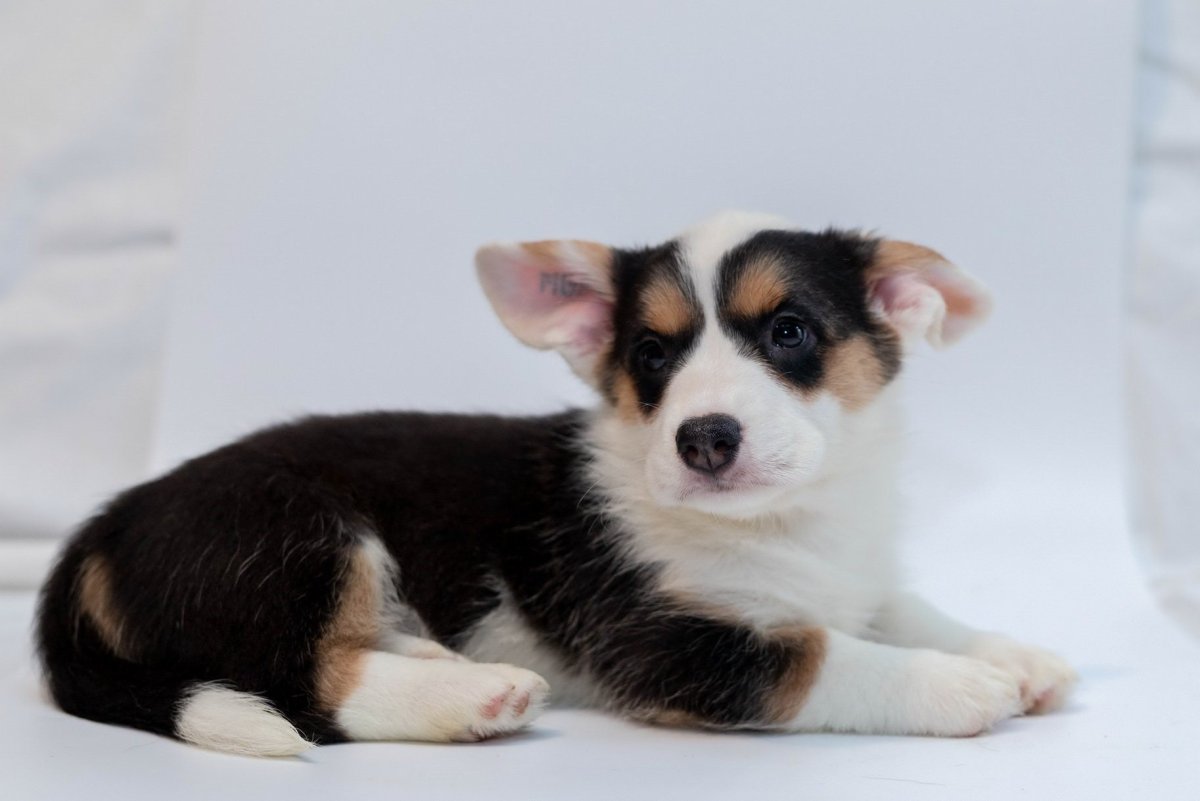 Корги кардиган флаффи