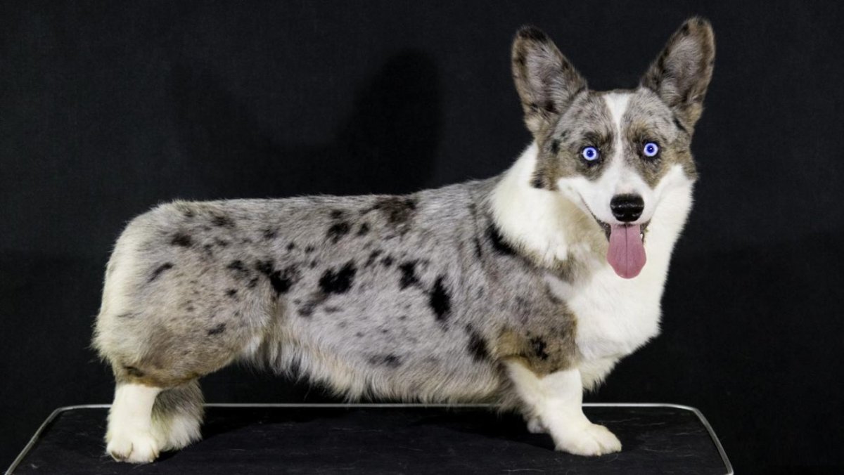 Корги кардиган Блю Мерль