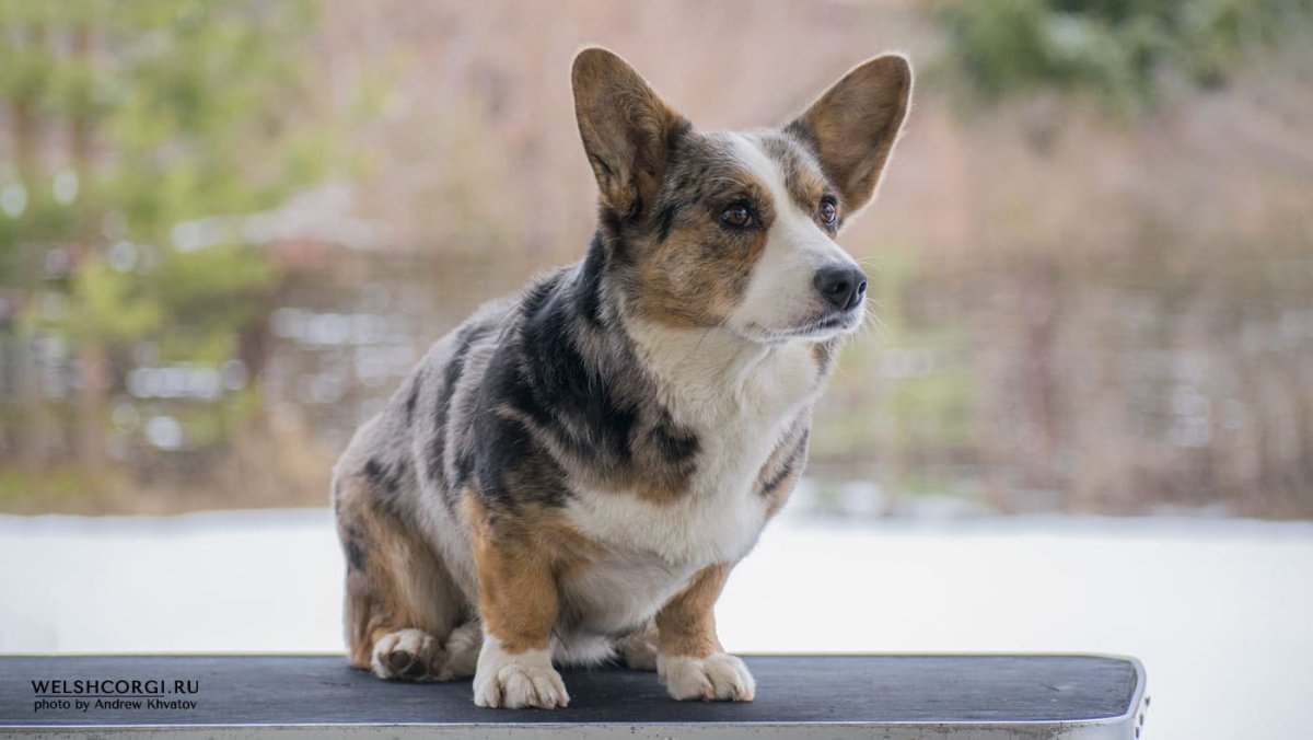 Корги кардиган мраморный и Триколор